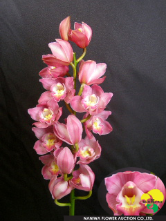 Cymbidium Yumeko.jpg - Cymbidium Yumeko